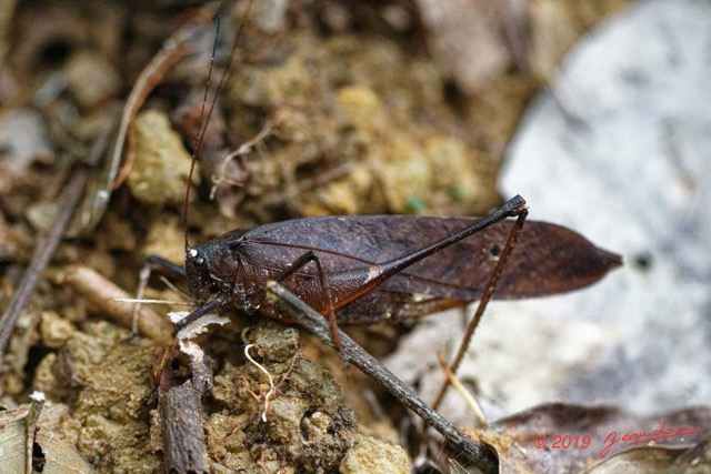 066 ENTOMO 01 Mikongo Insecta 048 Orthoptera Tettigoniidae Sauterelle de Foret 19E80DIMG_190802141981_DxOwtmk 150k.jpg