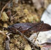 066 ENTOMO 01 Mikongo Insecta 048 Orthoptera Tettigoniidae Sauterelle de Foret 19E80DIMG_190802141981_DxOwtmk 150k.jpg