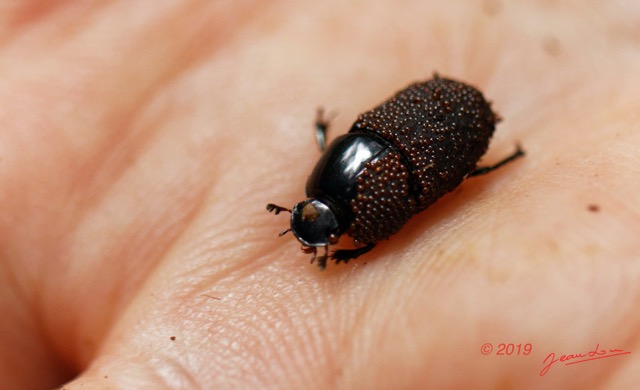 067 ENTOMO 01 Mikongo Insecta 049 Coleoptera Scarabaeidae Onticellus pseudoplanatus avec Acariens Phoretiques 19E80DIMG_190802141987_DxOwtmk 150k.jpg