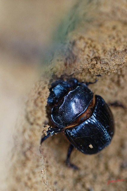 075 ENTOMO 01 Mikongo Insecta 054 Coleoptera Scarabaeidae Heliocopris sp F dans Feces Elephant 19E80DIMG_190803142059_DxOwtmk 150k.jpg