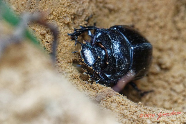 076 ENTOMO 01 Mikongo Insecta 054 Coleoptera Scarabaeidae Heliocopris sp F dans Feces Elephant 19E80DIMG_190803142069_DxOwtmk 150k.jpg
