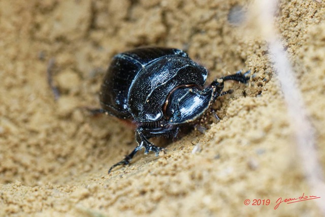 077 ENTOMO 01 Mikongo Insecta 054 Coleoptera Scarabaeidae Heliocopris sp F dans Feces Elephant 19E80DIMG_190803142074_DxOwtmk 150k.jpg