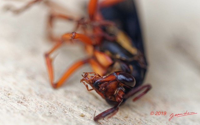 079 ENTOMO 01 Mikongo Insecta 057 Hymenoptera Pompilidae Guepe Pompile 19E80DIMG_190804142149_DxOwtmk 150k.jpg