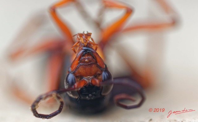 080 ENTOMO 01 Mikongo Insecta 057 Hymenoptera Pompilidae Guepe Pompile 19E80DIMG_190804142151_DxOwtmk 150k.jpg
