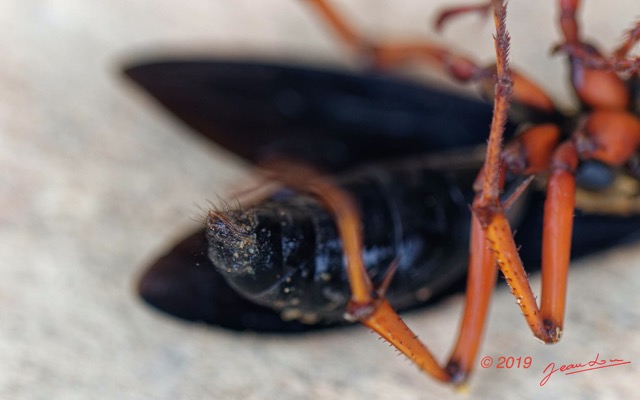 081 ENTOMO 01 Mikongo Insecta 057 Hymenoptera Pompilidae Guepe Pompile 19E80DIMG_190804142153_DxOwtmk 150k.jpg