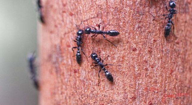 084 ENTOMO 01 Mikongo Insecta 061 Hymenoptera Formicidae Pseudomyrmecinae Fourmi Tetraponera sp sur Arbre Barteria fistulosa 19E80DIMG_190731141720_DxOwtmk 150k.jpg