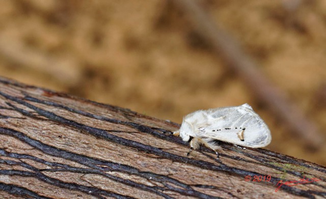 091 ENTOMO 01 Mikongo Insecta 068 Lepidoptera Notodontidae 19E80DIMG_190805142366_DxOwtmk 150k.jpg