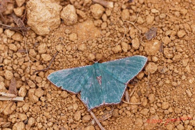 092 ENTOMO 01 Mikongo Insecta 069 Lepidoptera Geometridae 19E80DIMG_190805142377_DxOwtmk 150k.jpg