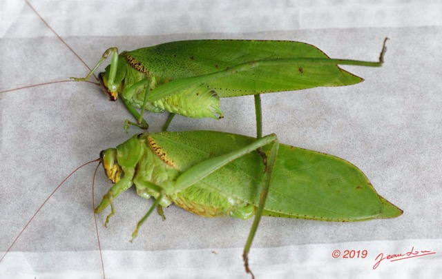 106 ENTOMO 01 Mikongo Insecta 073 Orthoptera Tettigoniidae Sauterelle M et F 19E80DIMG_190805142496_DxOwtmk 150k.jpg