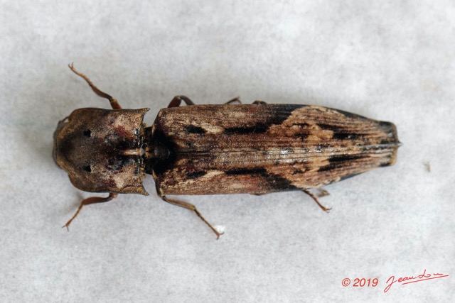 108 ENTOMO 01 Mikongo Insecta 074 Coleoptera Elateridae Agrypninae Pseudocalais basilewskyi 19E80DIMG_190805142512_DxOwtmk 150k.jpg