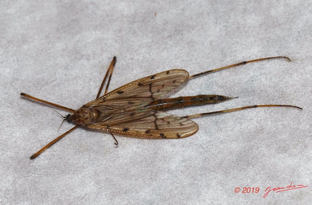 116 ENTOMO 01 Mikongo Insecta 080 Diptera Tipulidae Non Identife 19E80DIMG_190806142637_DxOwtmk 150k.jpg