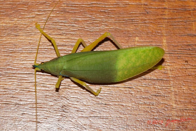 119 ENTOMO 01 Mikongo Insecta 082 Orthoptera Tettigoniidae F Non Identifie 19E80DIMG_190806142658_DxOwtmk 150k.jpg