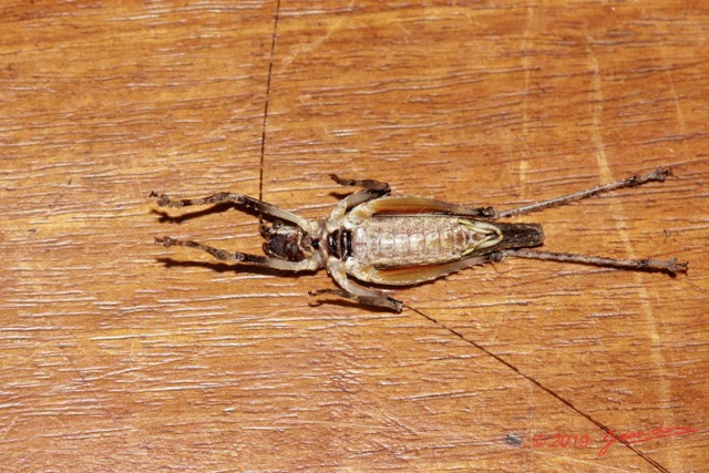 120 ENTOMO 01 Mikongo Insecta 083 Orthoptera Tettigoniidae Pseudophyllinae Face Ventrale Non Identifie 19E80DIMG_190806142667_DxOwtmk 150k.jpg