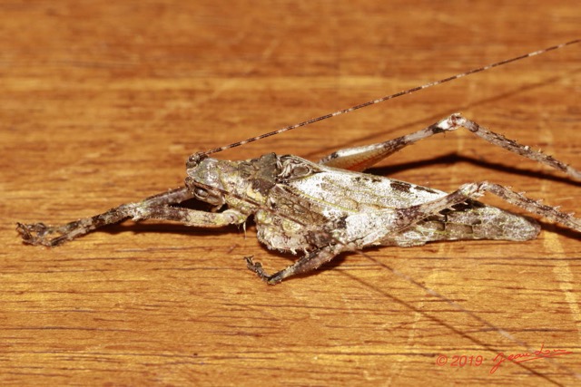 121 ENTOMO 01 Mikongo Insecta 083 Orthoptera Tettigoniidae Pseudophyllinae Non Identifie 19E80DIMG_190806142662_DxOwtmk 150k.jpg