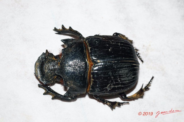 122 ENTOMO 01 Mikongo Insecta 084 Coleoptera Scarabaeidae Scarabaeinae Heliocopris haroldi M 19E80DIMG_190806142669_DxOwtmk 150k.jpg