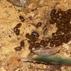127 ENTOMO 01 Mikongo Insecta 087 Coleoptera Scarabaeidae Pseudopedaria grossa dans Feces Antilope 19E80DIMG_190806142751_DxOwtmk 150k.jpg