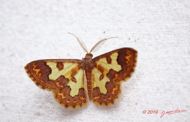 134 ENTOMO 01 Mikongo Insecta 090 Lepidoptera Geometridae Zamarada sp M Possible 19E80DIMG_190807142787_DxOwtmk 150k.jpg
