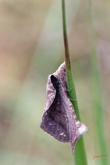 137 ENTOMO 01 Mikongo Insecta 093 Lepidoptera Non Identifie 19E80DIMG_190807142797_DxOwtmk 150k.jpg