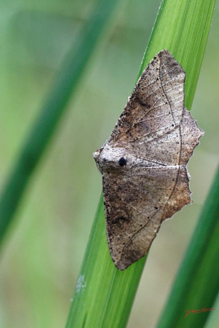 140 ENTOMO 01 Mikongo Insecta 096 Lepidoptera Non Identifie 19E80DIMG_190807142804_DxOwtmk 150k.jpg
