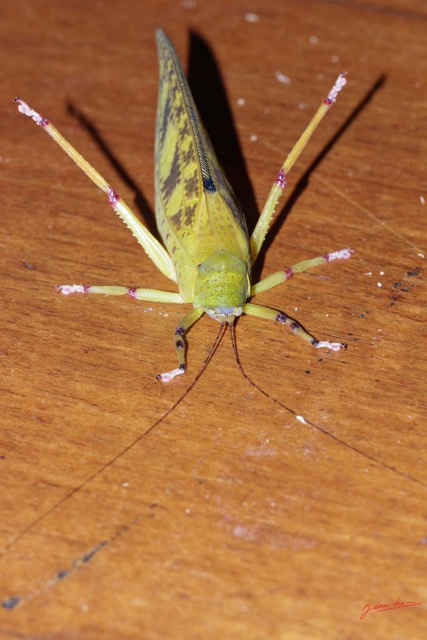 148 ENTOMO 01 Mikongo Insecta 101 Orthoptera Tettigoniidae Non Identifie 19E80DIMG_190807142843_DxOwtmk 150k.jpg