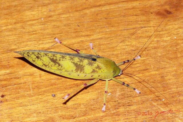 150 ENTOMO 01 Mikongo Insecta 101 Orthoptera Tettigoniidae Non Identifie 19E80DIMG_190807142851_DxOwtmk 150k.jpg