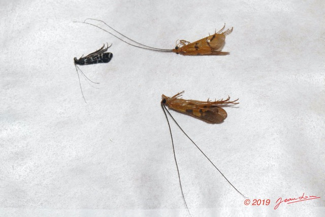 163 ENTOMO 01 Mikongo Insecta 111 Trichoptera 19E80DIMG_190809142972_DxOwtmk 150k.jpg