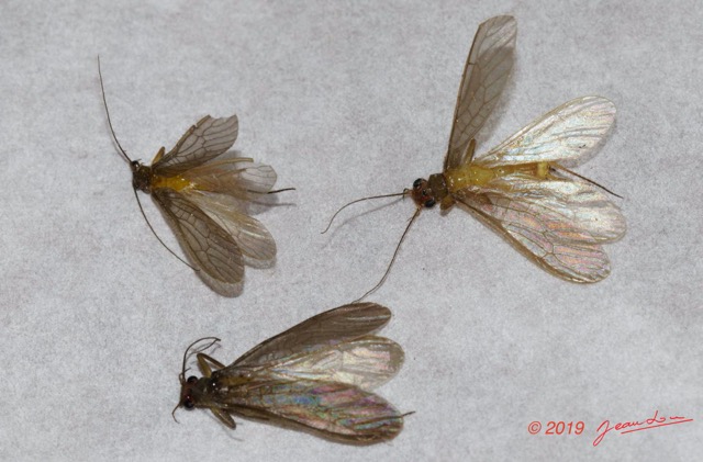 164 ENTOMO 01 Mikongo Insecta 112 Plecoptera Recto 19E80DIMG_190809142977_DxOwtmk 150k.jpg