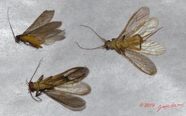 165 ENTOMO 01 Mikongo Insecta 112 Plecoptera Verso 19E80DIMG_190809142978_DxOwtmk 150k.jpg