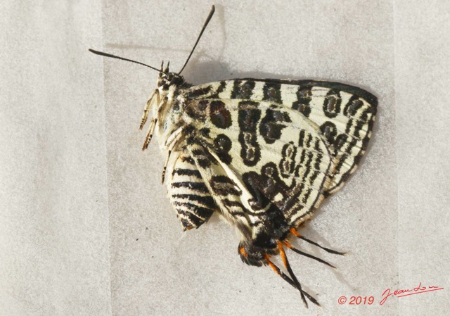 174 ENTOMO 01 Mikongo Insecta 116 Lepidoptera Lycaenidae Theclinae Cigaritis (Ex Spindasis) Crustaria 19E80DIMG_190809143037_DxOwtmk 150k.jpg