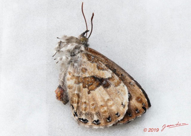 175 ENTOMO 01 Mikongo Insecta 117 Lepidoptera Lycaenidae Miletinae Lachnocnema reutlingeri 19E80DIMG_190809143040_DxOwtmk 150k.jpg