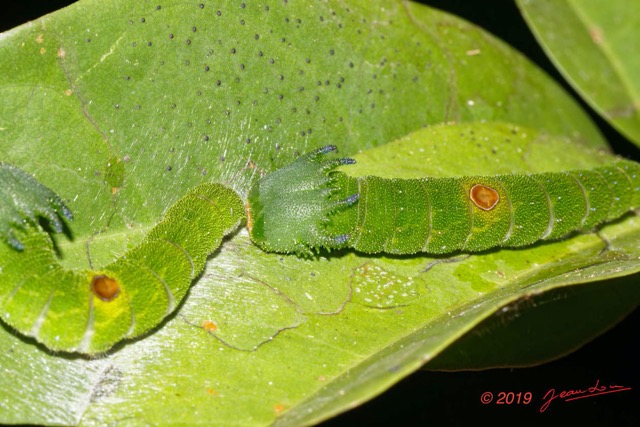 178 ENTOMO 01 Mikongo Insecta 120 Lepidoptera Chenille Non Identifiee 19E80DIMG_190809143067_DxOwtmk 150k.jpg