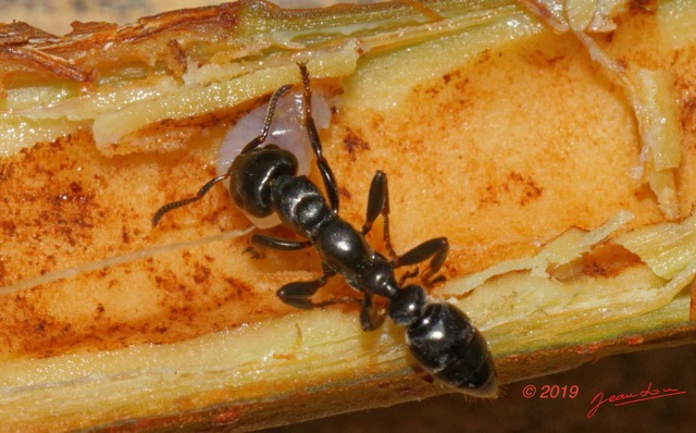 183 ENTOMO 01 Mikongo Insecta 121 Hymenoptera Formicidae Pseudomyrmecinae Fourmi Tetraponera sp sur Branche Creuse Barteria fistulosa 19E80DIMG_190810143071_DxOwtmk 150k.jpg