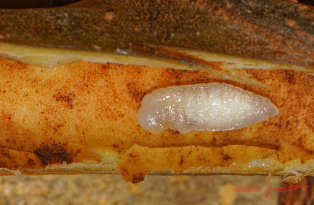 184 ENTOMO 01 Mikongo Insecta 121 Hymenoptera Formicidae Pseudomyrmecinae Fourmi Tetraponera sp sur Branche Creuse Barteria fistulosa 19E80DIMG_190810143074_DxOwtmk 150k.jpg