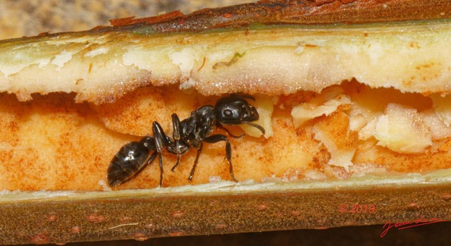 185 ENTOMO 01 Mikongo Insecta 121 Hymenoptera Formicidae Pseudomyrmecinae Fourmi Tetraponera sp sur Branche Creuse Barteria fistulosa 19E80DIMG_190810143078_DxOwtmk 150k.jpg
