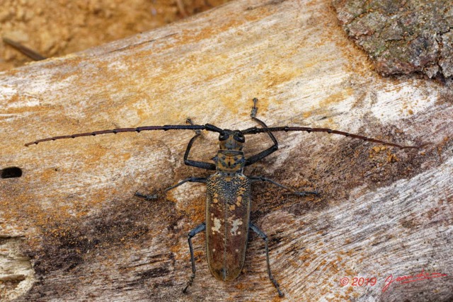 186 ENTOMO 01 Mikongo Insecta 122 Coleoptera Cerambycidae Lamiinae Batocera wyliei 19E80DIMG_190810143092_DxOwtmk 150k.jpg