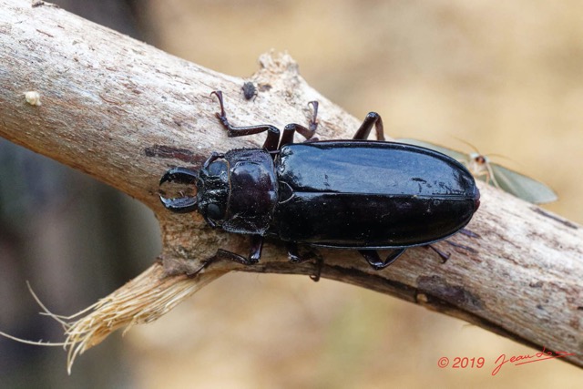 194 ENTOMO 01 Mikongo Insecta 126 Coleoptera Cerambycidae Prioninae Mallodon downesii 19E80DIMG_190810143116_DxOwtmk 150k.jpg