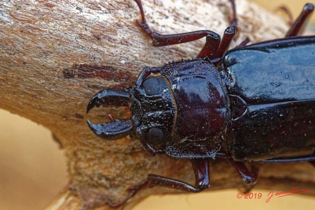 195 ENTOMO 01 Mikongo Insecta 126 Coleoptera Cerambycidae Prioninae Mallodon downesii 19E80DIMG_190810143123_Nik_DxOwtmk 150k.jpg