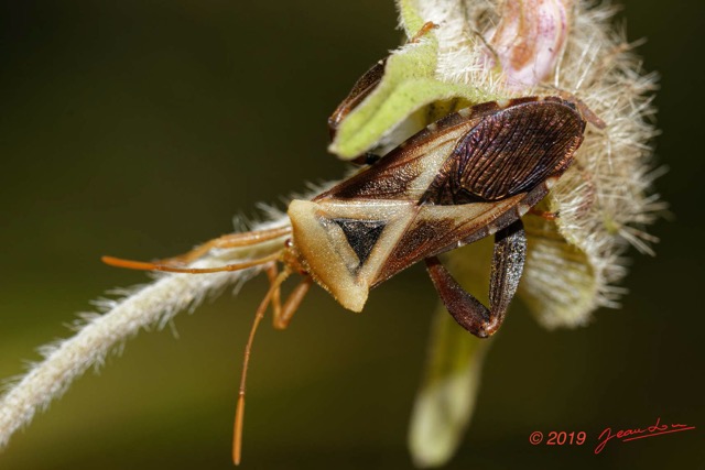 200 ENTOMO 01 Mikongo Insecta 131 Hemiptera Heteroptera Coreidae Punaise Non Identifiee 19E80DIMG_190811143258_DxOwtmk 150k.jpg