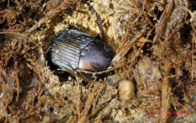 203 ENTOMO 01 Mikongo Insecta 134 Coleoptera Scarabaeidae Scarabaeinae Onitis sp dans Feces Elephant 19E80DIMG_190811143286_DxOwtmk 150k.jpg