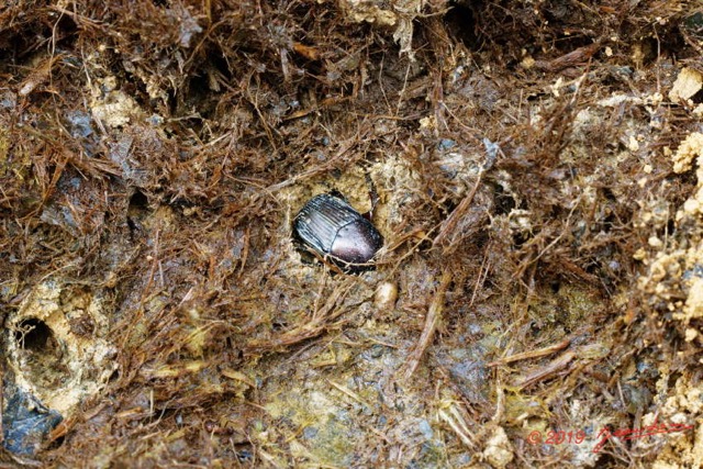 204 ENTOMO 01 Mikongo Insecta 134 Coleoptera Scarabaeidae Scarabaeinae Onitis sp dans Feces Elephant 19E80DIMG_190811143289_DxOwtmk 150k.jpg