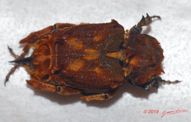205 ENTOMO 01 Mikongo Insecta 135 FD Coleoptera Non Identifie 19E80DIMG_190811143292_DxOwtmk 150k.jpg