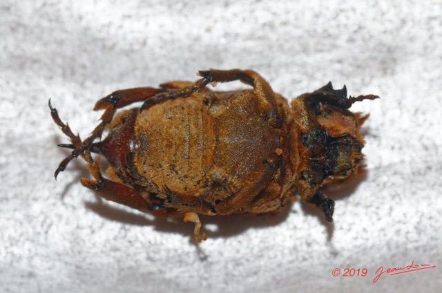 206 ENTOMO 01 Mikongo Insecta 135 FV Coleoptera Non Identifie 19E80DIMG_190811143295_DxOwtmk 150k.jpg