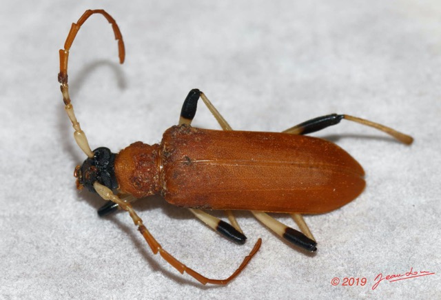 211 ENTOMO 01 Mikongo Vieille Piste Insecta 056 Coleoptera Cerambycidae Paroeme sp Possible 19E80DIMG_190728142521_DxOwtmk 150k.jpg