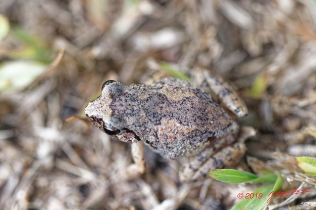 004 ENTOMO 03 Nyonie la Foret Amphibia 051 Anura Arthroleptidae Grenouille Arthroleptis aff. Poecilonotus 19E80DIMG_190825144092_DxOwtmk 150k.jpg