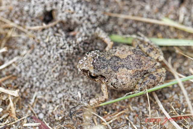 005 ENTOMO 03 Nyonie la Foret Amphibia 051 Anura Arthroleptidae Grenouille Arthroleptis aff. Poecilonotus 19E80DIMG_190825144093_DxOwtmk 150k.jpg