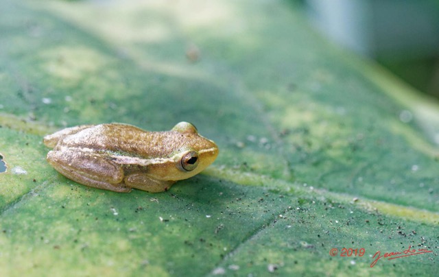 006 ENTOMO 03 Nyonie la Foret Amphibia 053 Anura Grenouille Hyperiolus sp 19E80DIMG_190825144181_DxOwtmk 150k.jpg