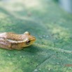 006 ENTOMO 03 Nyonie la Foret Amphibia 053 Anura Grenouille Hyperiolus sp 19E80DIMG_190825144181_DxOwtmk 150k.jpg