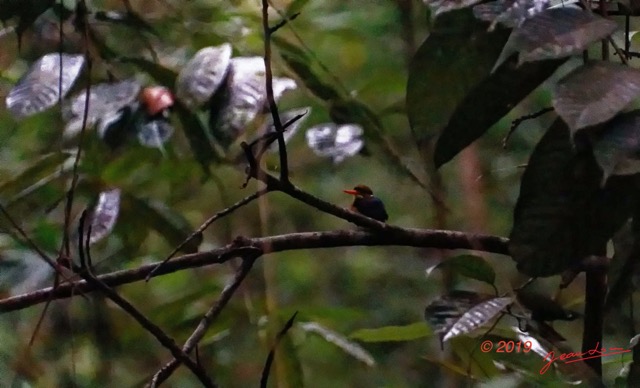 008 ENTOMO 03 Nyonie la Foret Oiseau 034 Aves Coraciiformes Alcedinidae Martin-Pecheur a Tete Rousse Ceyx lecontei 19E5K3IMG_190823152260_Nik_DxOwtmk 150k.jpg