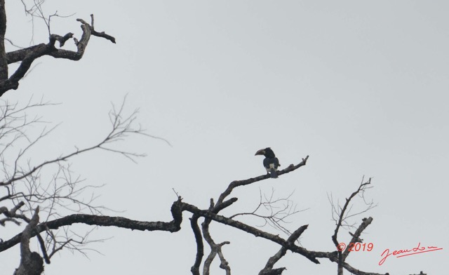 009 ENTOMO 03 Nyonie la Foret Oiseau 035 Aves Bucerotiformes Bucerotidae Calao Siffleur Bycanistes fistulator 19E5K3IMG_190824152339_DxOwtmk 150k.jpg