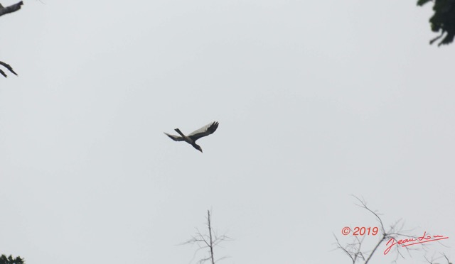 010 ENTOMO 03 Nyonie la Foret Oiseau 035 Aves Bucerotiformes Bucerotidae Calao Siffleur Bycanistes fistulator 19E5K3IMG_190824152341_DxOwtmk 150k.jpg